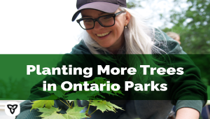 Ontario Partnering with Hamilton Brewery to Help Restore the Forest at Balsam Lake Provincial Park