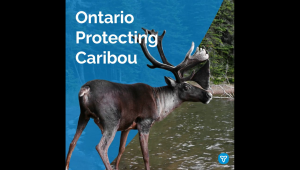 Ontario Protecting Boreal Caribou with Historic Investments
