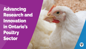 Ontario Investing in New Poultry Research Centre